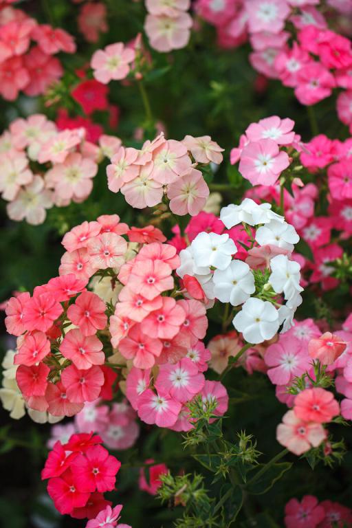 Phlox drummondii, 'Beauty' Series, 'Phlox of Sheep'