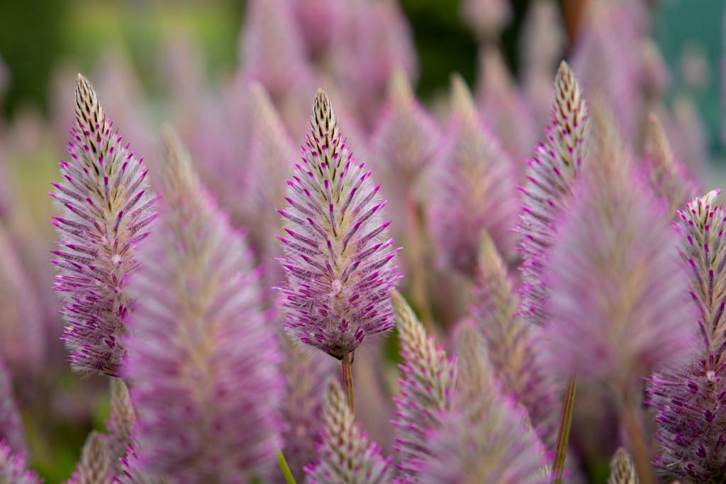 Ptilotus exaltatus, 'Matilda'