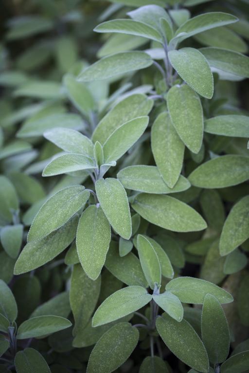 Sage