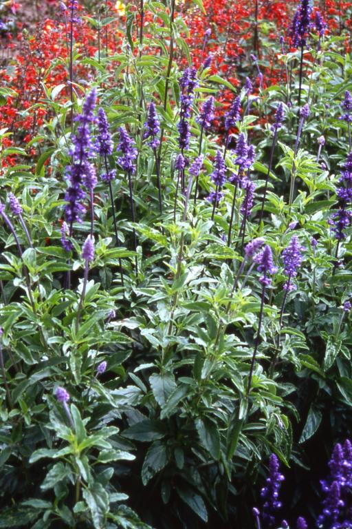 Salvia farinacea, 'Blue Bedder'
