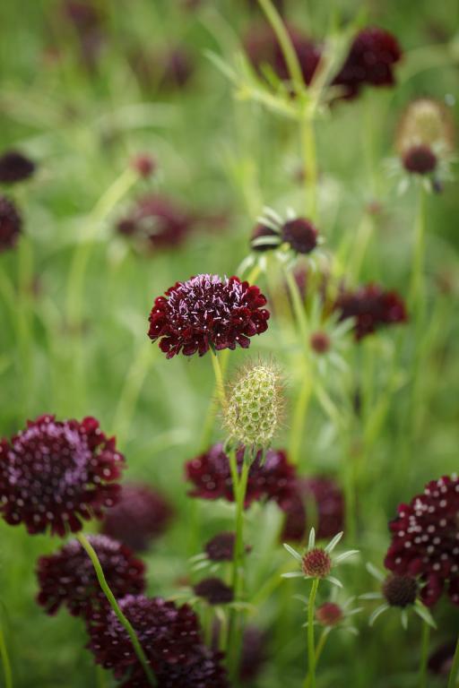 Scabiosa atropurpurea, 'Black Knight'