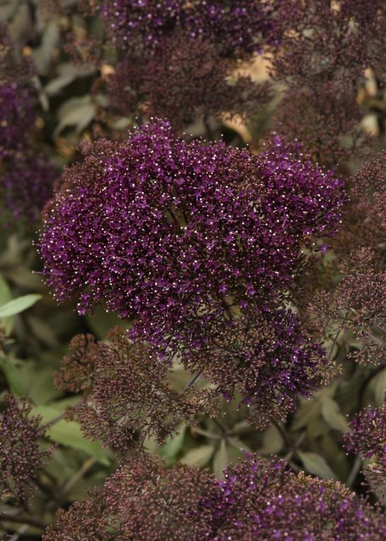 Trachelium caeruleum, 'Lake Michigan Violet'