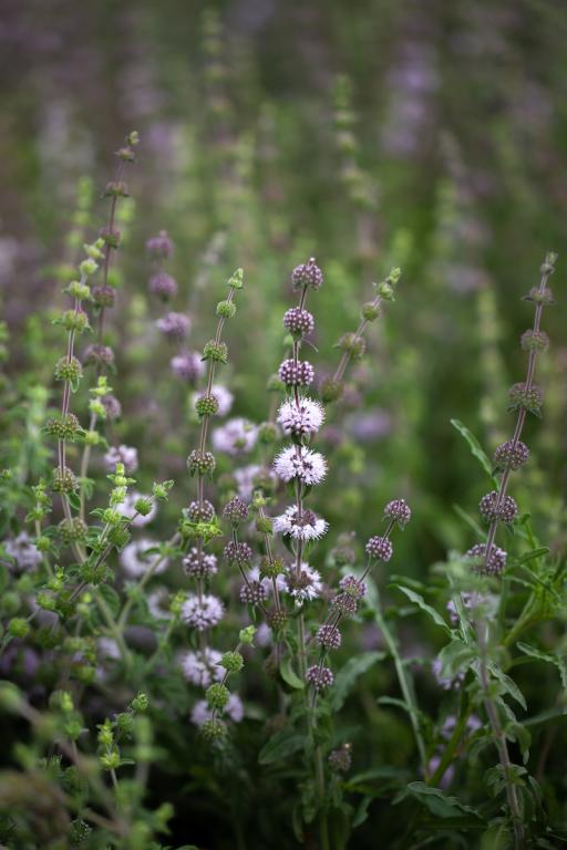 Mentha pulegium
