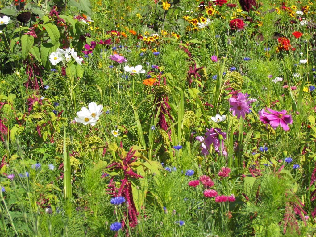 Annuals for Birds Mix