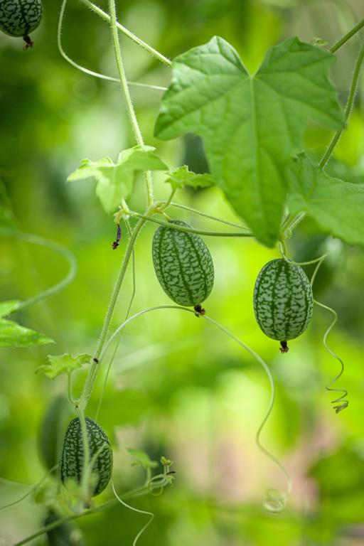 Cucamelon