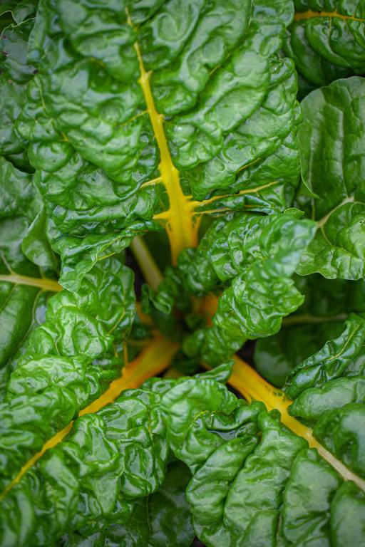 Chard, Swiss, 'Bright Yellow'