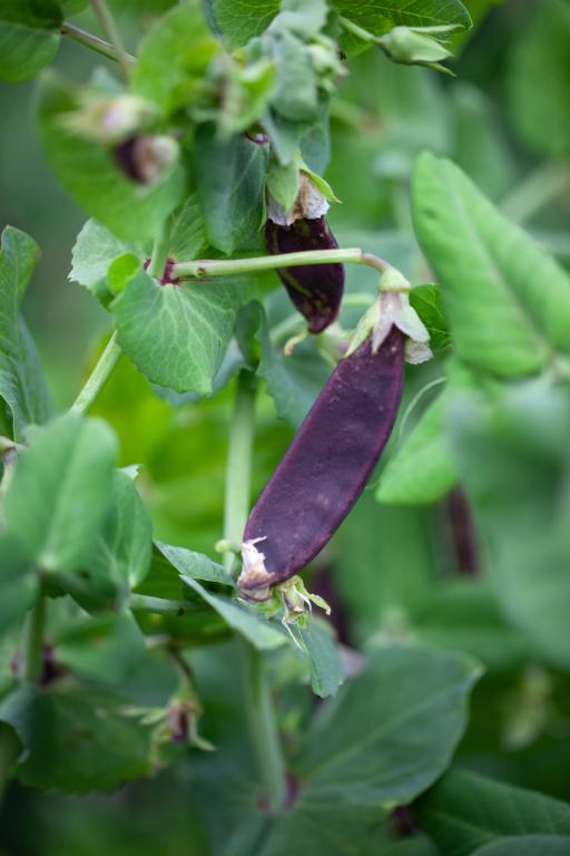 Pea, Mange Tout, 'Shiraz'