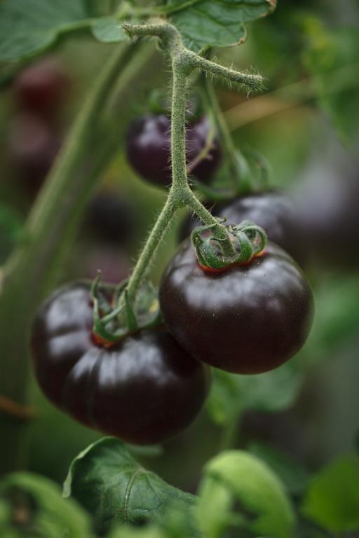 Tomato, 'Blue Bayou'