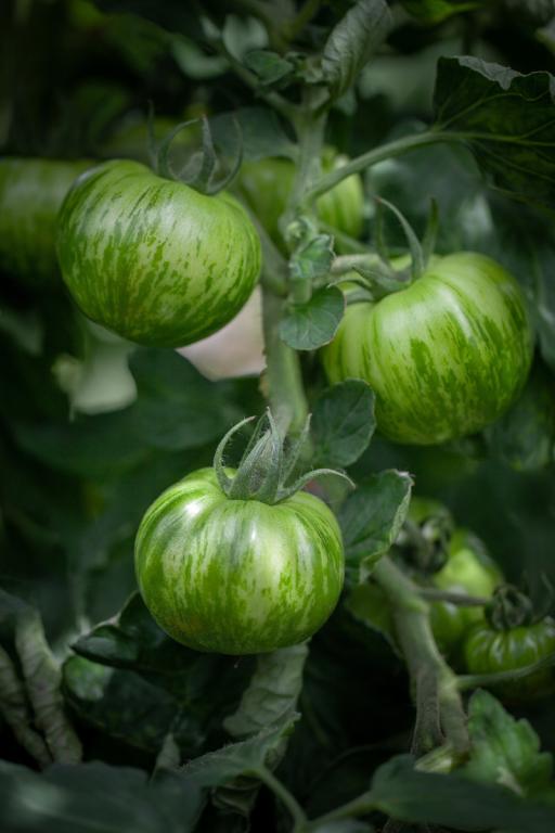 Tomato, 'Green Zebra'