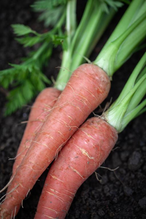 Carrot, 'Atomic Red'