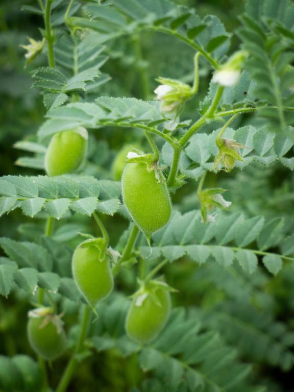 Chickpea, 'Principe'