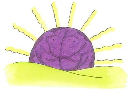 Brussels Sprouts, 'Red Ball'
