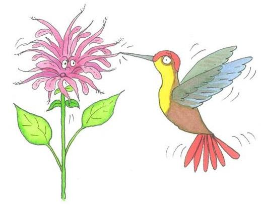 Wild Bergamot