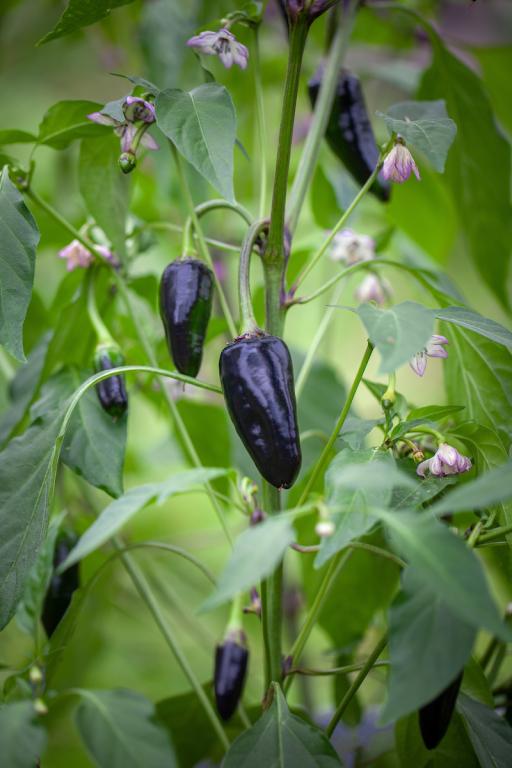 Capsicum, Chilli Pepper, 'Hungarian Black'