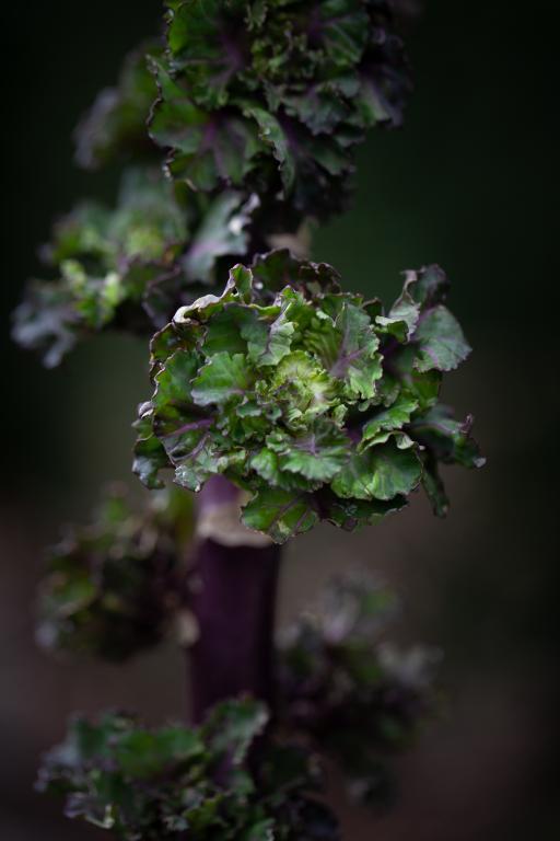 Flower Sprout (or Kalette)