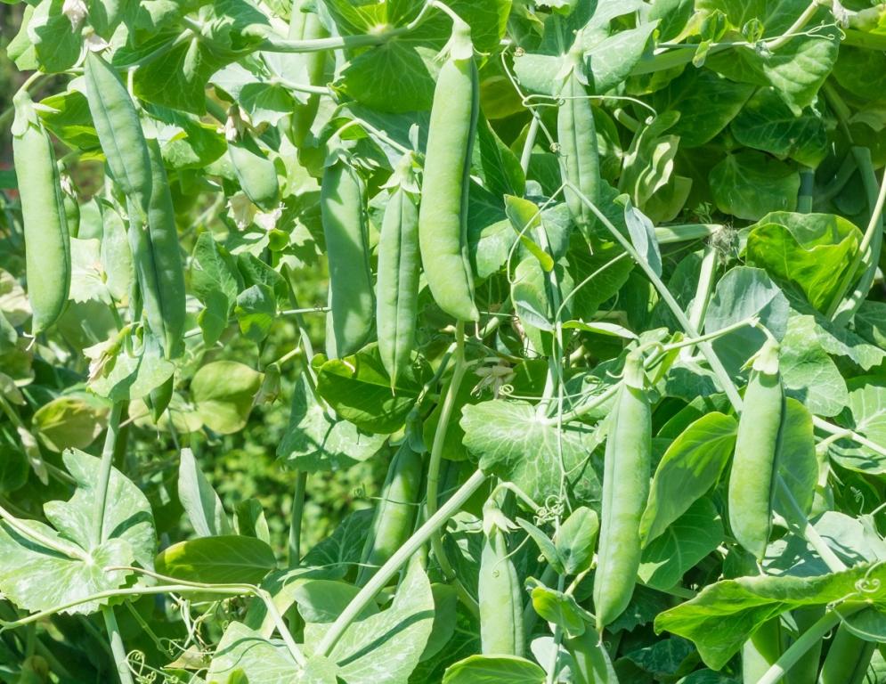 Pea, 'Alderman'