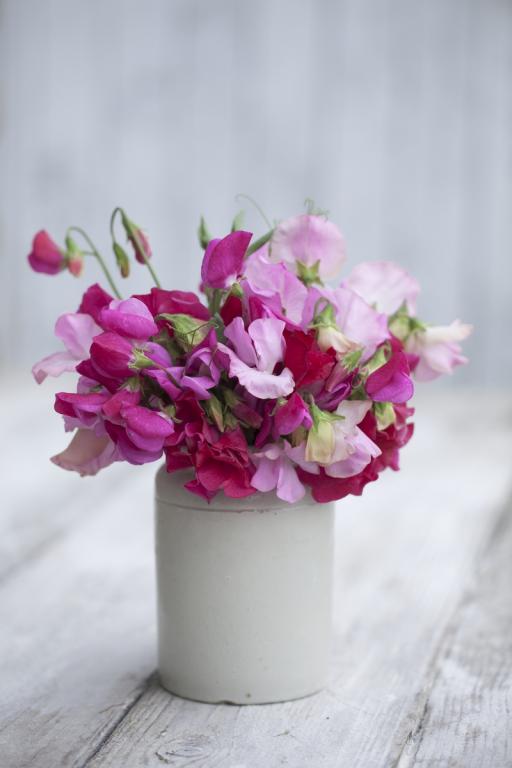 Lathyrus odoratus, Chiltern Seeds 'Sorbet' Mix