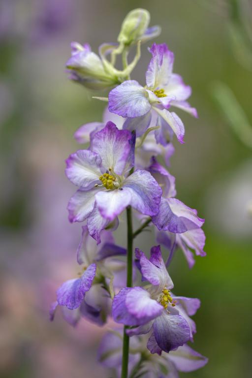 Delphinium consolida, 'Fancy Purple Picotee'