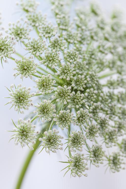 Ammi visnaga, 'Green Mist'