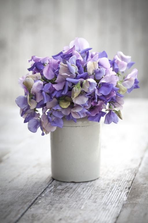 Lathyrus odoratus, 'Erewhon'