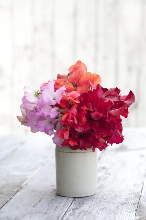 Lathyrus odoratus, Chiltern Seeds 'Flamingo Flamenco' Mix