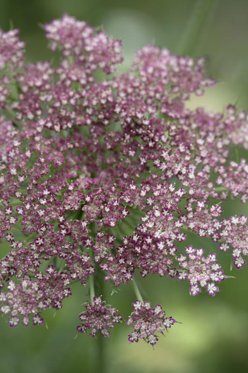 Daucus carota, 'Dara'
