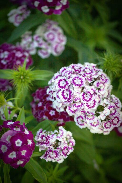 Dianthus barbatus, 'Hollandia Purple Crown'
