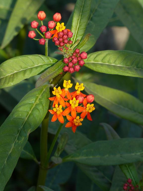 Asclepias curassavica, 'Apollo Orange'