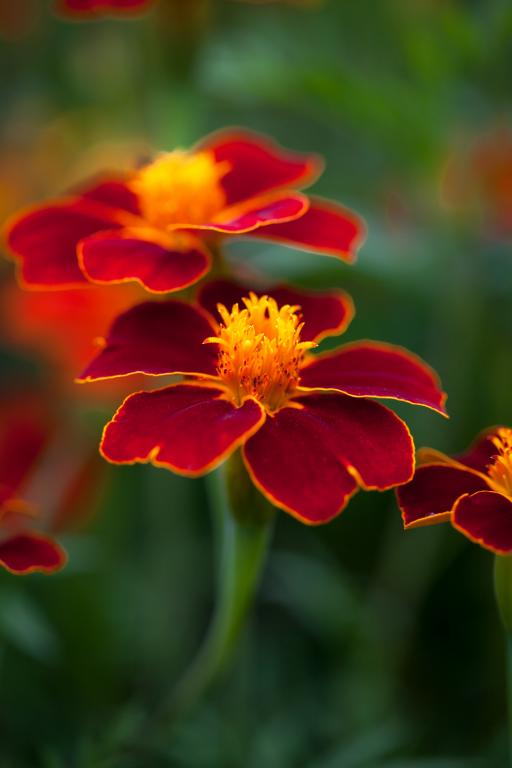 Tagetes patula, 'Burning Embers'