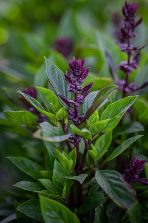 Basil, 'Queen of Sheba'