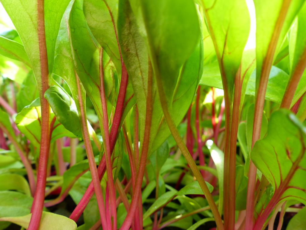 Chard, Swiss, 'Pink Flamingo'