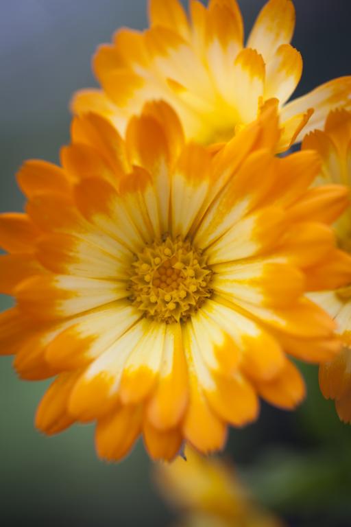 Calendula officinalis, 'Oopsy Daisy'