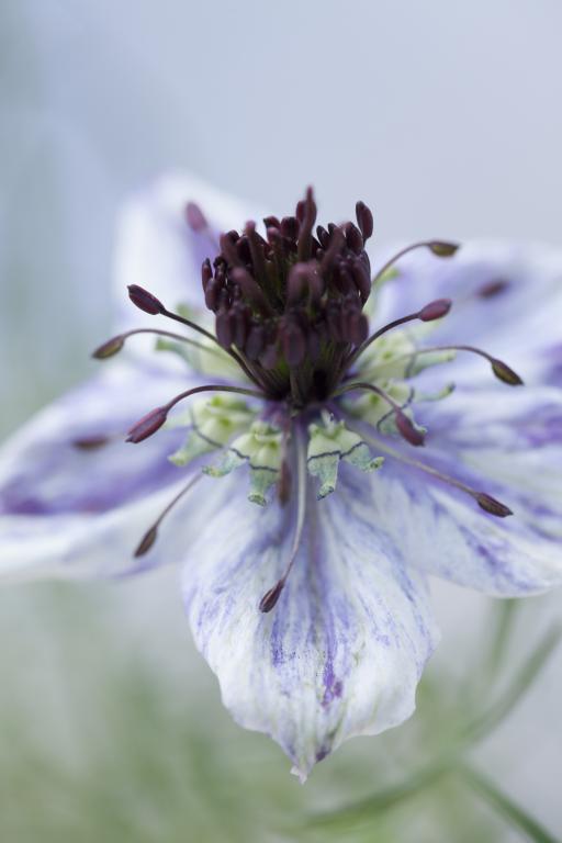 Nigella papillosa, 'Delft Blue'