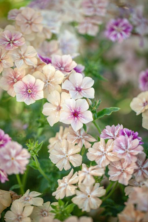 Phlox drummondii grandiflora, Crème Brûlée'