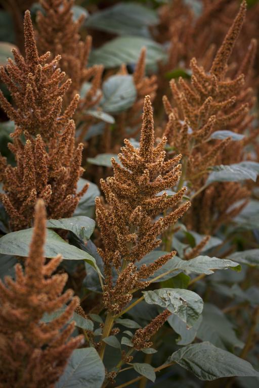 Amaranthus cruentus, 'Hot Biscuits'