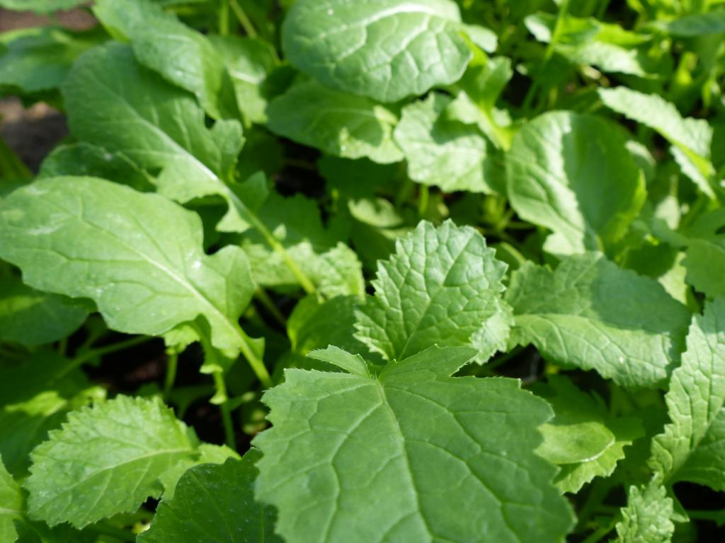 Mustard, 'Wasabi Type'