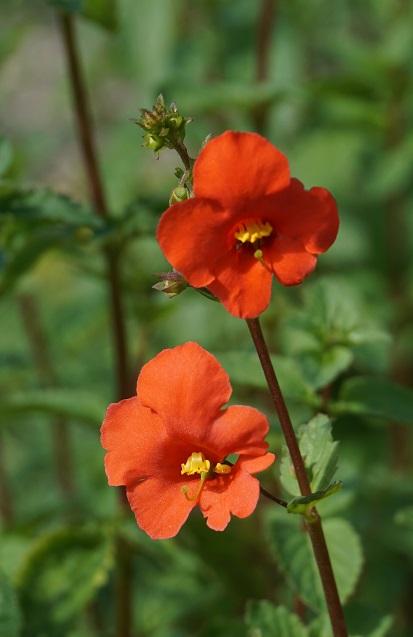 Alonsoa meridionalis, 'Rebel'