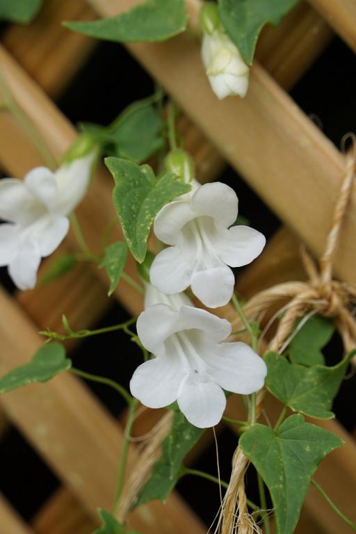 Asarina scandens, 'Snowwhite'