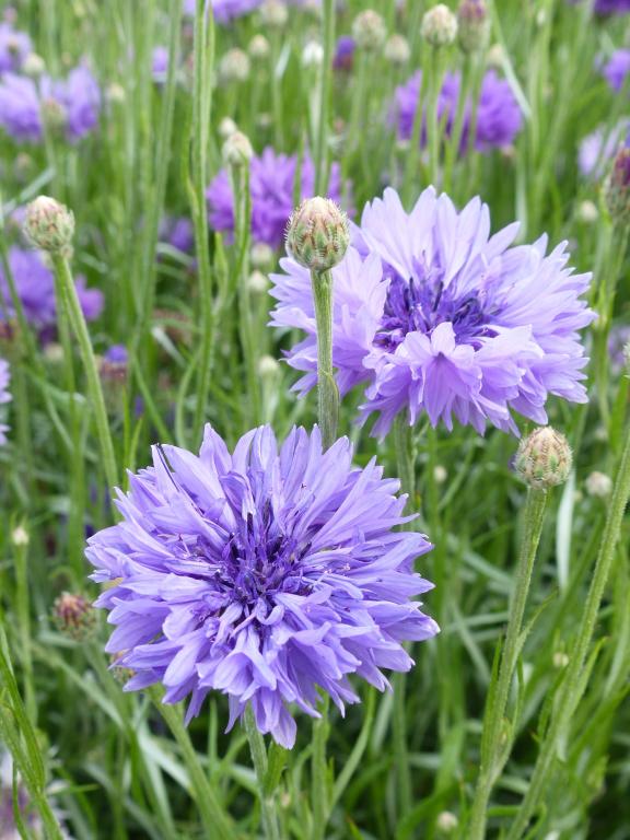 Centaurea cyanus, 'Mauve Ball'