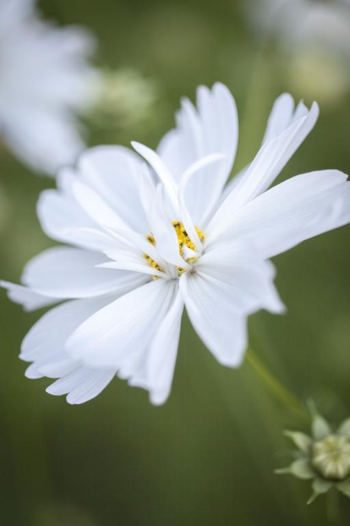 Cosmos bipinnatus, 'Fizzy White'