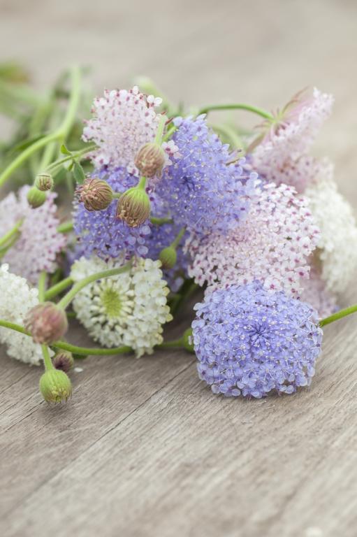Didiscus caeruleus, 'Lace Mixture'