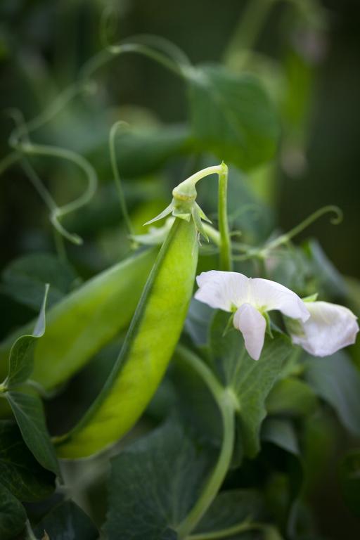 Pea, Mange Tout, 'Norli'