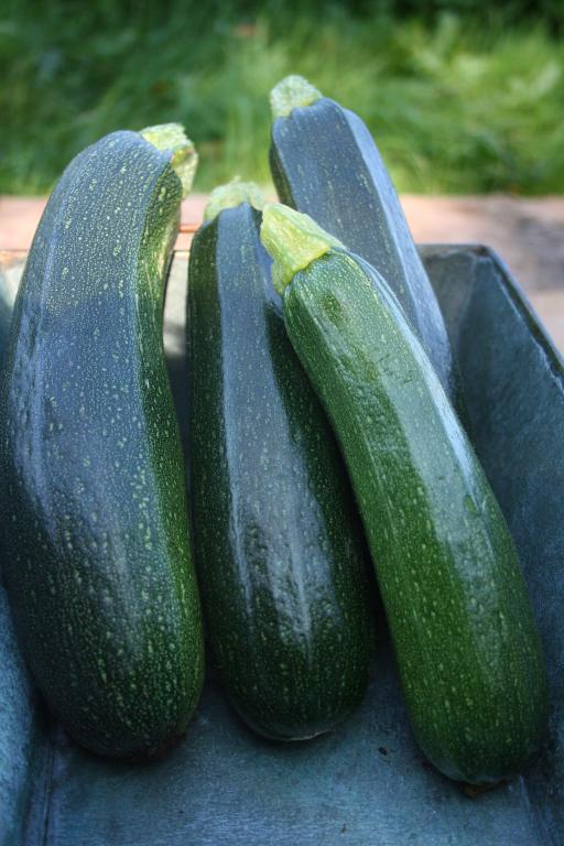 Courgette, 'Defender', F1 Hybrid