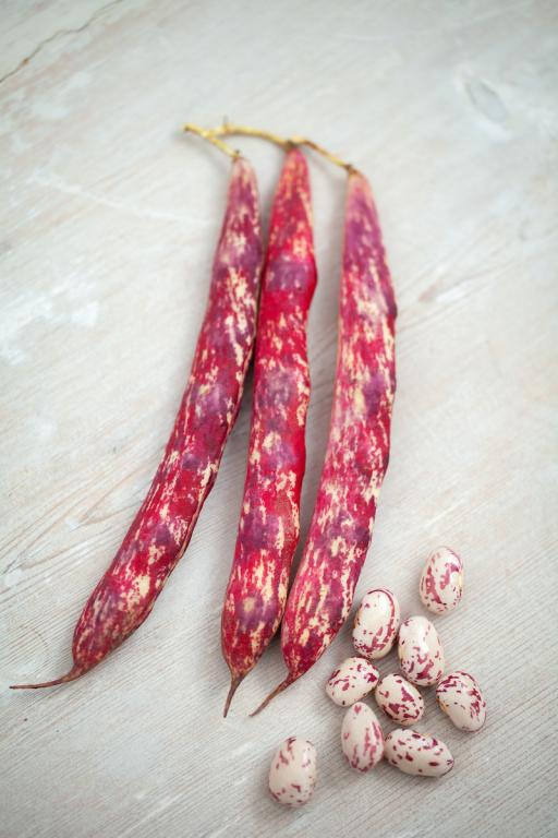 Bean, Dwarf French, 'Borlotto di Vigevano Nano'