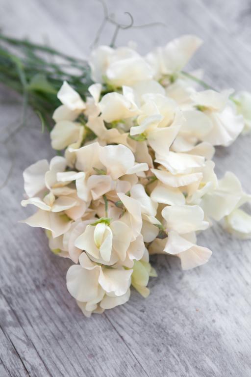 Lathyrus odoratus, 'Juliet'