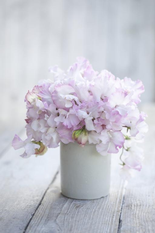 Lathyrus odoratus, 'Anniversary'