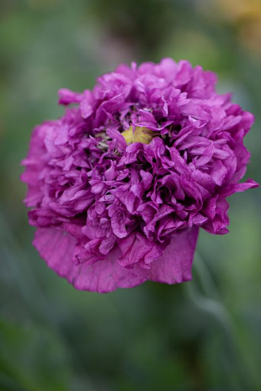 Papaver somniferum var. paeoniflorum, 'Purple Peony'