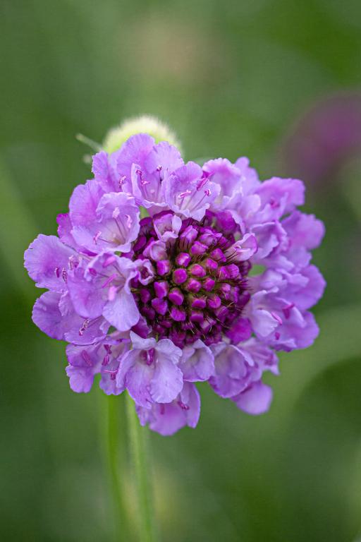 Scabiosa atropurpurea, 'Blue Cockade'