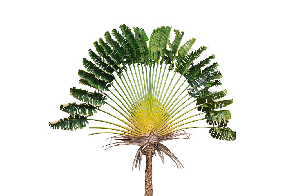 Ravenala madagascariensis