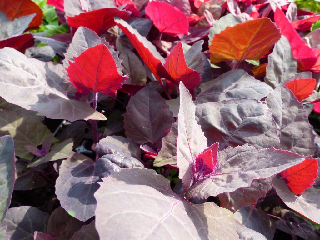 Orach, 'Scarlet Emperor'